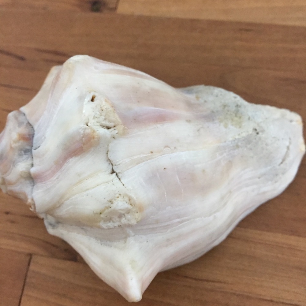 Beautiful Real Seashell - Picture 10 of 12